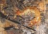Lithobius melanops